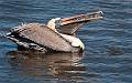 photo by NiKirms Photography Brown Pelican-2